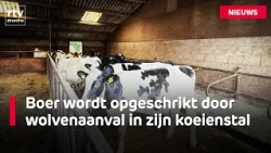 Exceptional: Wolf attack in stable with young cattle