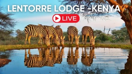 Lentorre - Kenya - Olkirimatian Conservancy