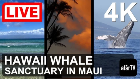 Hawaii Humpback Whale Marine Sanctuary - Maui